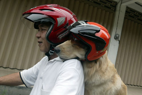 Chó đội mũ bảo hiểm, ngồi sau xe máy như người 1