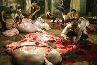 Chuyện sinh nghề tử nghiệp ở làng sát sinh số 1 Việt Nam