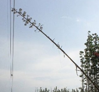 Cây dầu cao 10m làm mất điện cả miền Nam như thế nào?