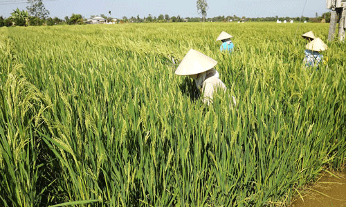 Người Trung Quốc thuê đất miền Tây trồng lúa 
