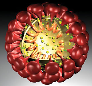 Viêm đường hô hấp: thủ phạm là virút nCoV 1