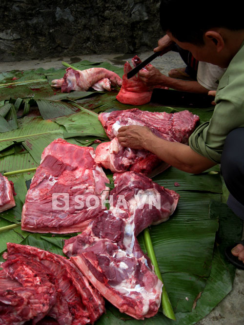 Chùm ảnh: Vui như... "đụng lợn" ngày Tết 14