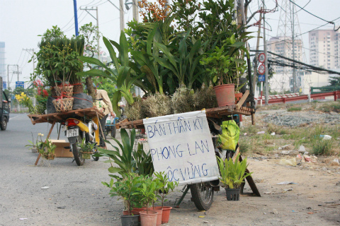 Cây cảnh... gắn keo lại hoành hành trước Tết ở Sài thành 1