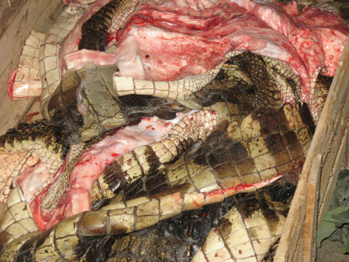 Xẻ thịt cá sấu bán trên vỉa hè 8