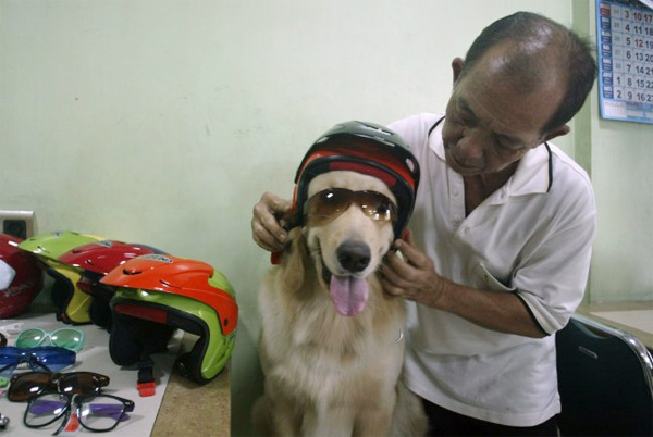 Siêu dễ thương với chú chó đội mũ bảo hiểm Sieu-de-thuong-voi-chu-cho-doi-mu-bao-hiem
