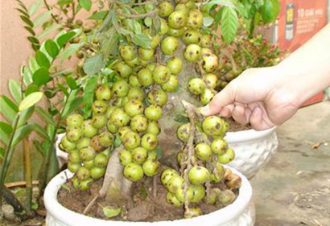 Cây cảnh... gắn keo lại hoành hành trước Tết ở Sài thành 2