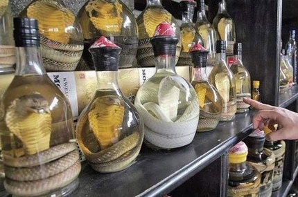 Những điều nên biết trước khi uống rượu rắn 1